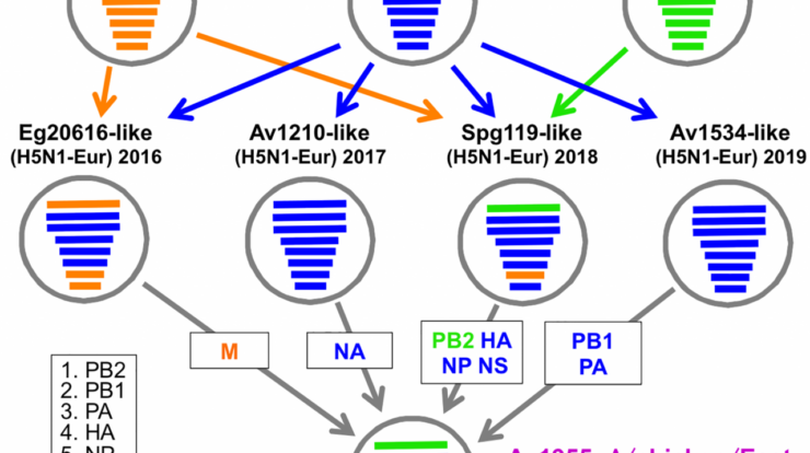 H5n1 airborne