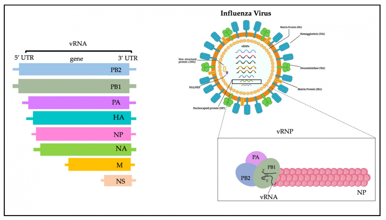 H5n1 airborne